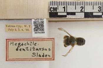 Media type: image;   Entomology 791068 Aspect: Labels